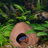 Cichlid Huts