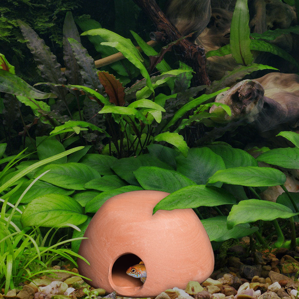 Apisto Hut
