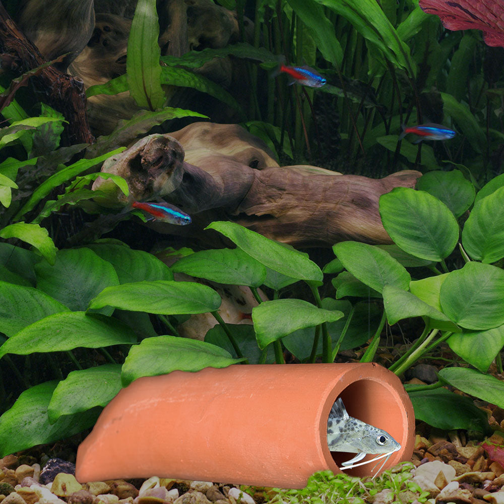 Pleco Caves