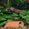 Pleco Caves