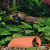 Pleco Caves