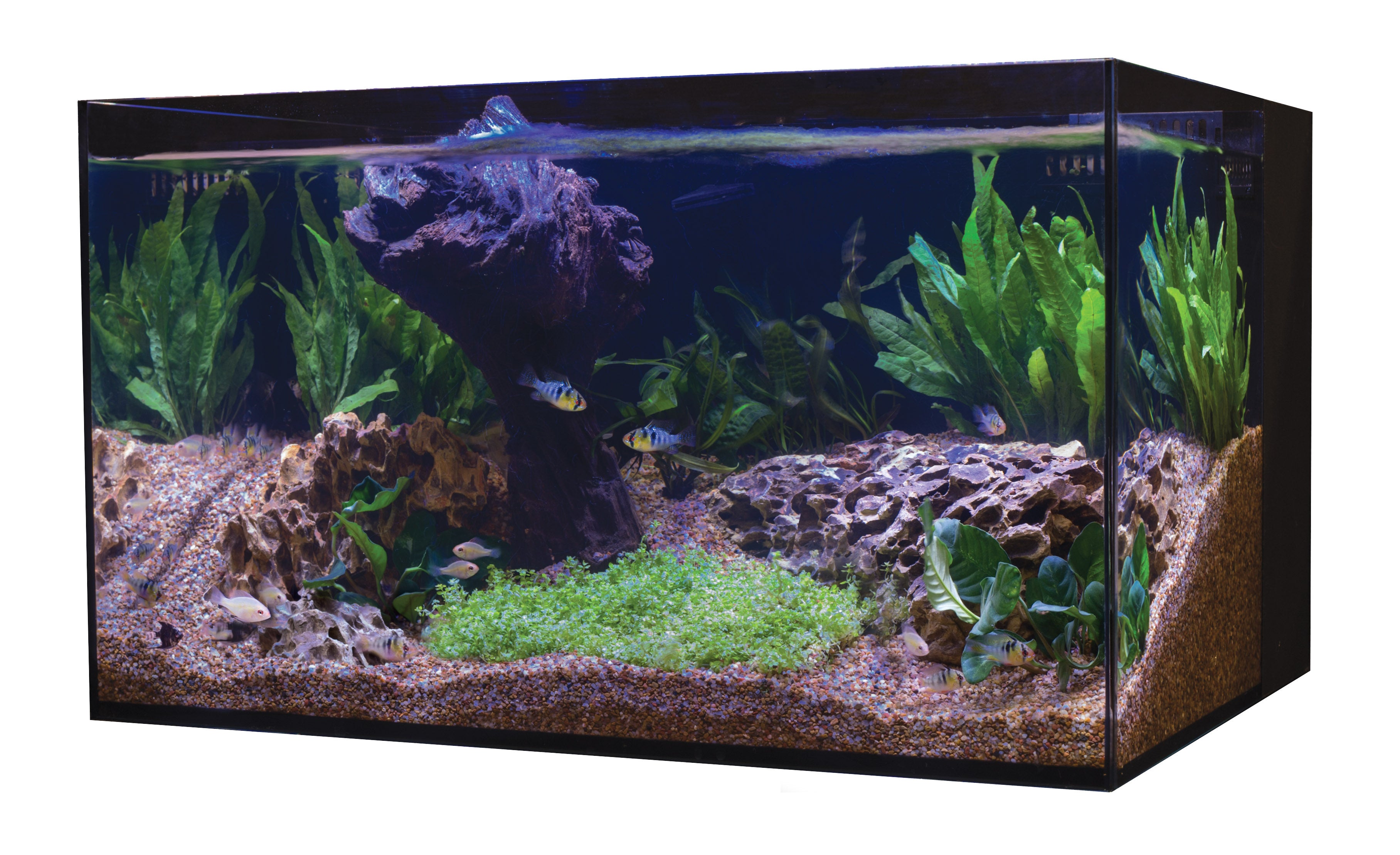 C-Vue 50 Gallon All-In-One Aquarium