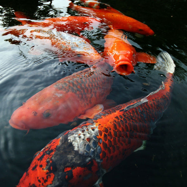 Telescoping Pond Net