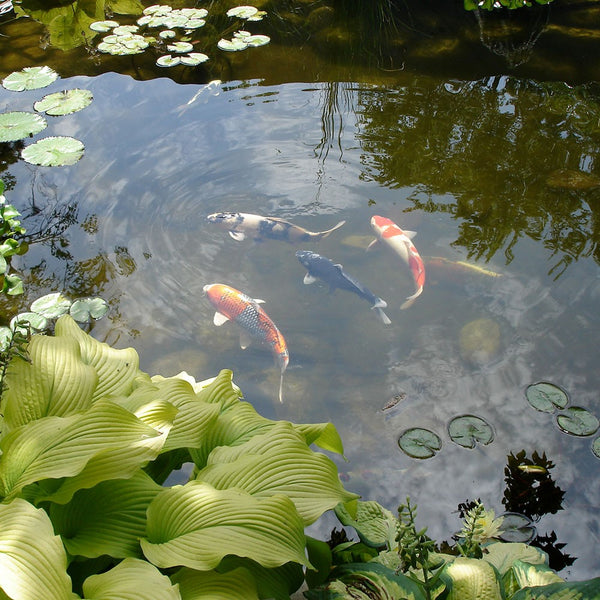 Pond and Landscape LED Spotlight