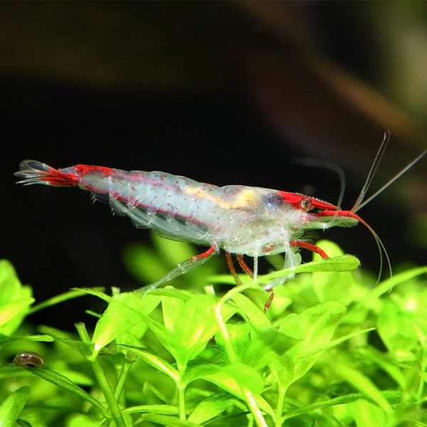 Ornamental Freshwater Shrimp