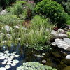 Pond Planter Baskets